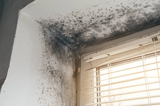 Affordable Mold Cleanup solutions in Nokesville, VA