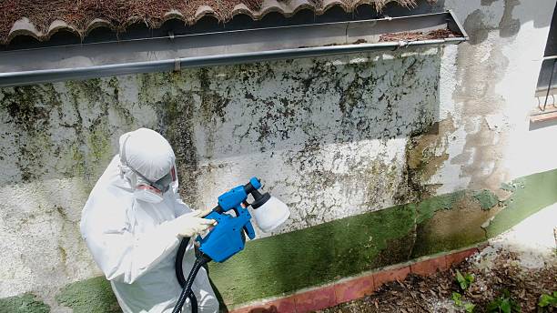 Trusted Attic Mold Removal service in Nokesville, VA - Cheap Mold Removal
